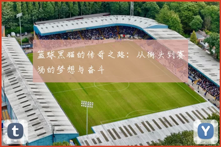 篮球黑猫的传奇之路：从街头到赛场的梦想与奋斗